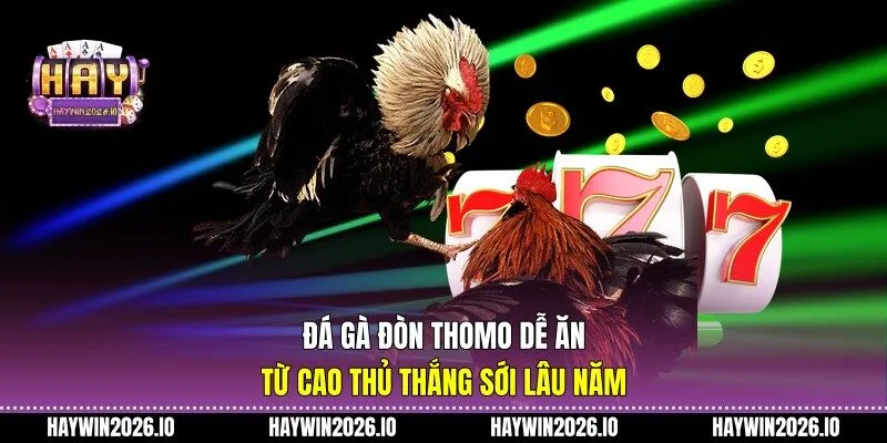 Đá gà đòn Thomo dễ ăn