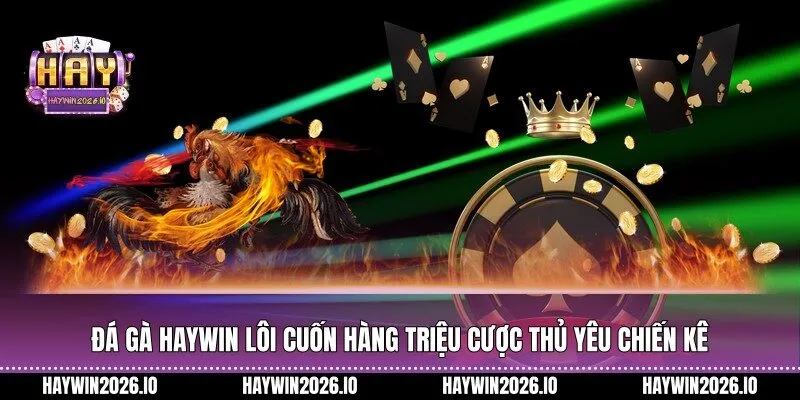 Đá gà HAYWIN lôi cuốn hàng triệu cược thủ yêu chiến kê